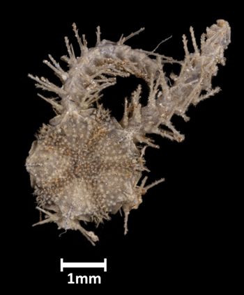 Media type: image;   Invertebrate Zoology OPH-3798 Aspect: dorsal